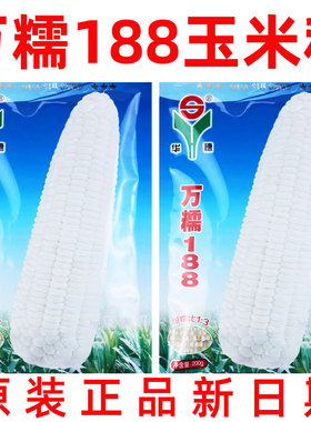 万糯188玉米种子高产甜糯大棒种籽孑早熟春播苞米白色四季高产量