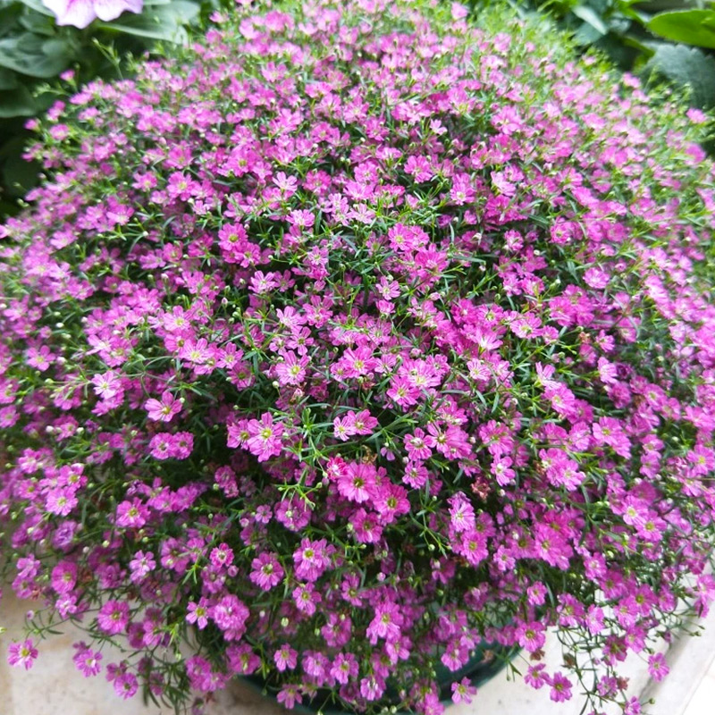 满天星种子菊花一年四季播种都种植种籽子孑花籽花种庭院易活图片