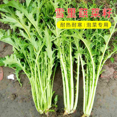 雪里红菜籽菜种小叶种子