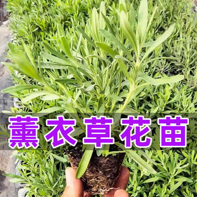 薰衣草花苗四季可种植