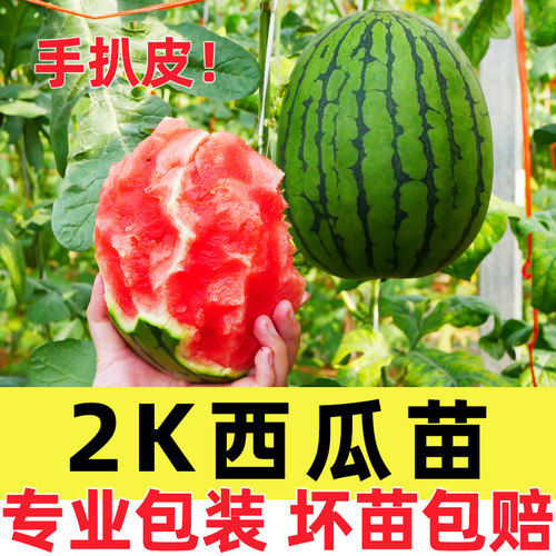 2k西瓜苗嫁接早熟种子