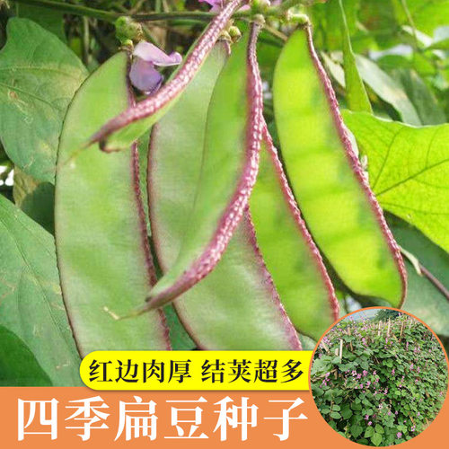 扁豆种籽角梅不败峨眉