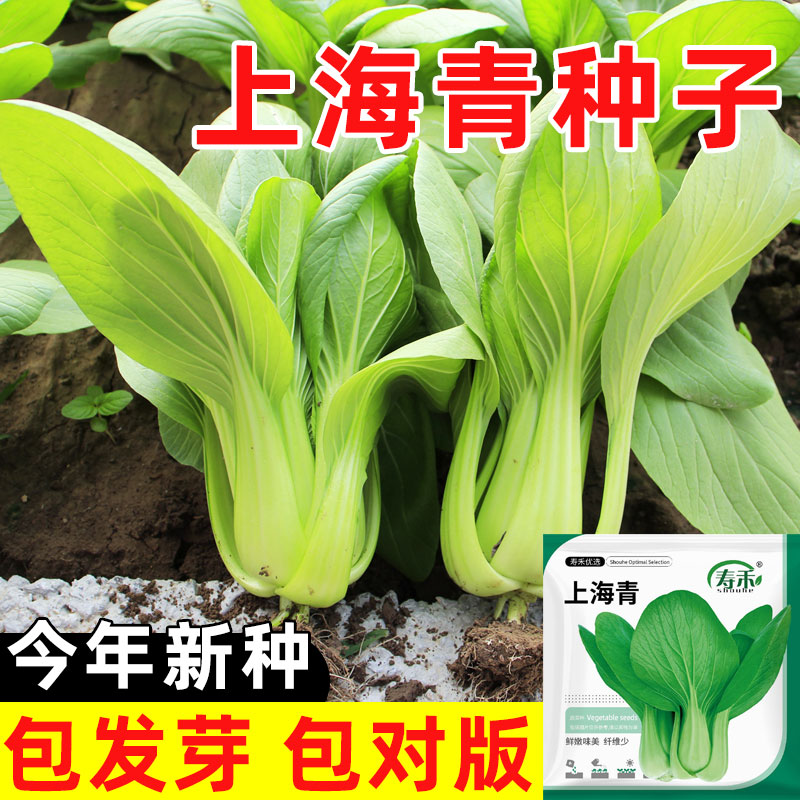 上海青小油菜种子老品种四季青菜适合冬天种的蔬菜种籽孑秋播菜种