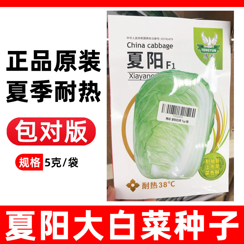 夏阳白菜种夏季耐热蔬菜种子图片