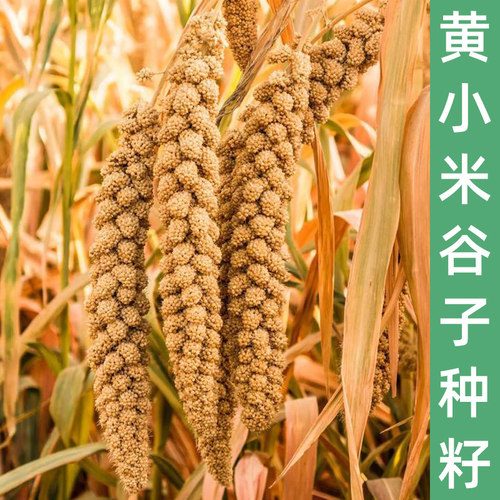 黄小米谷子种子小香米种籽