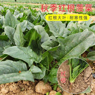 菠菜籽种春季矮脚红根北方阳台