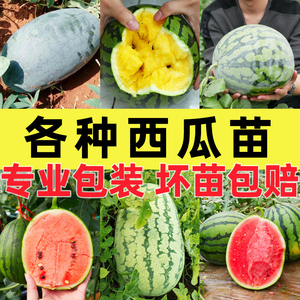 西瓜苗秧盆栽秧苗阳台种南方懒汉特大西瓜苗黑皮8424早春红玉甜王