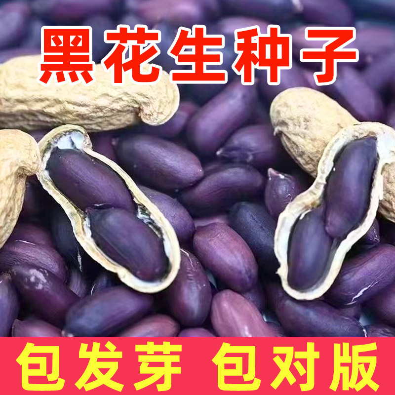 黑花生种子带壳高产品种图片