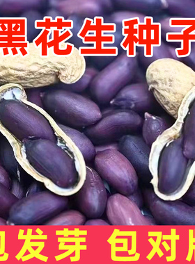 黑花生种子带壳山东高产花生种籽黑皮原种黑色大粒春播蔬菜种孑