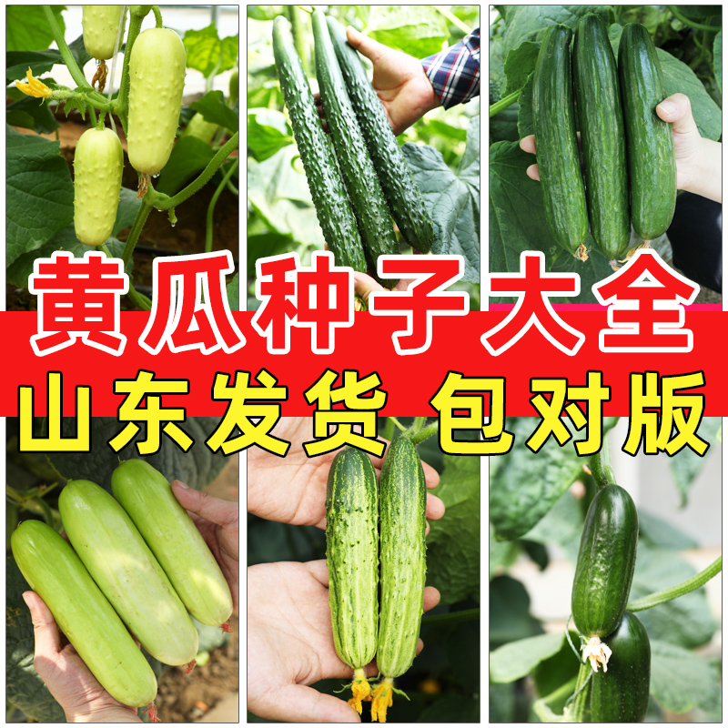 黄瓜种子大全发芽率高四季