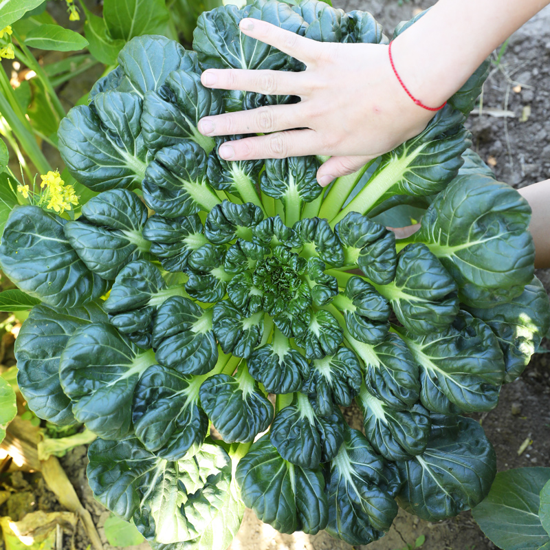 乌塌菜种子耐寒蔬菜种籽
