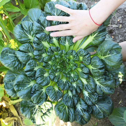 乌塌菜种子耐寒蔬菜种籽