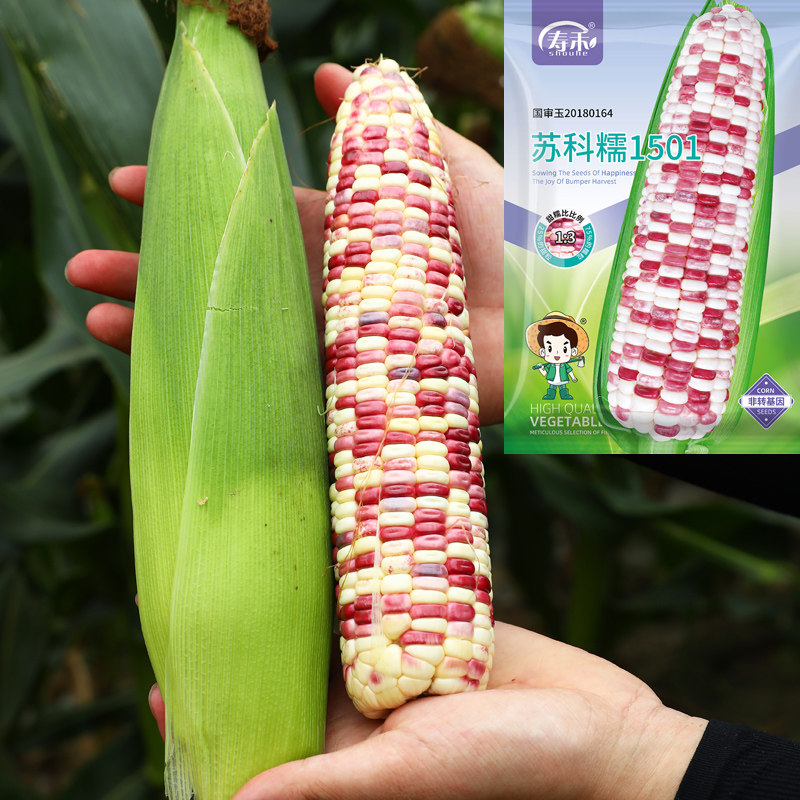 四季彩甜糯玉米种孑高产大棒花糯甜玉米种籽粘糯玉米种子大全彩糯