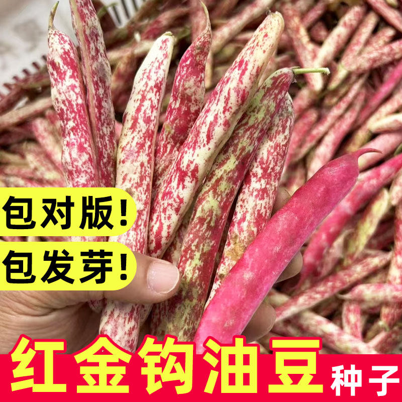 红金钩油豆种子高产蔬菜图片