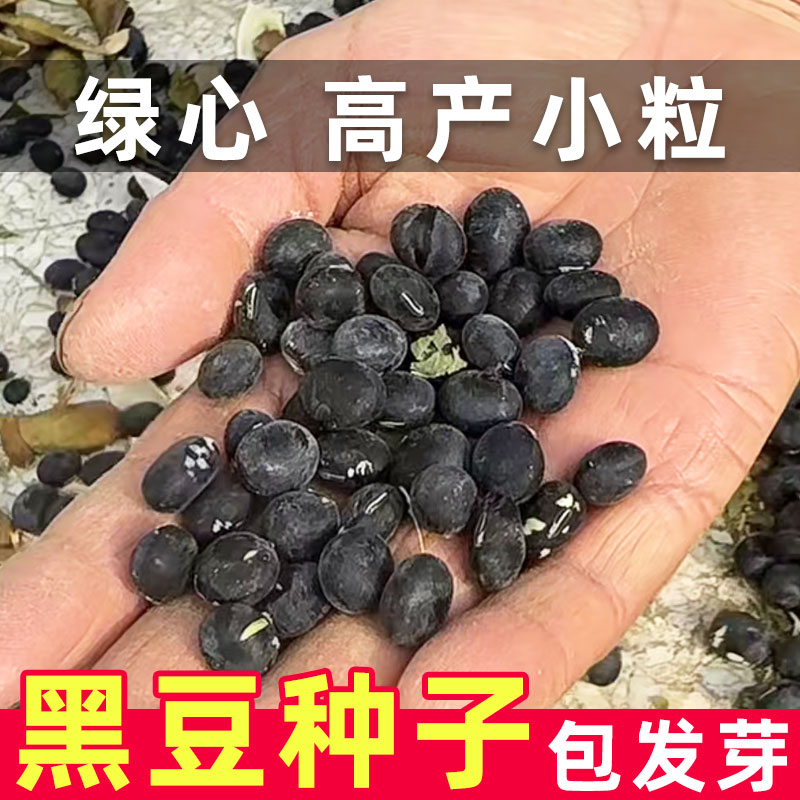 黑豆种子绿心高产老品种图片