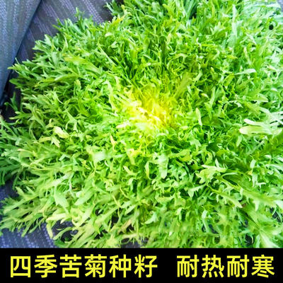 黄心苦菊种子四季菜籽