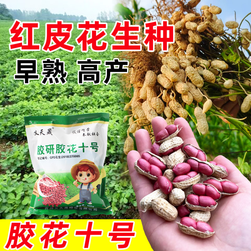 红皮花生种子胶研胶花十号早熟高产大粒山东红衣花生南方北方种图片