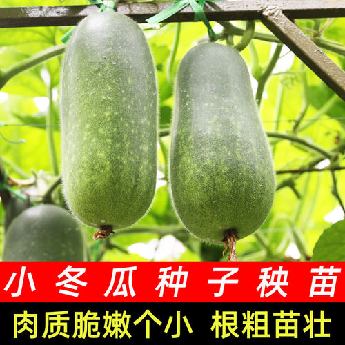 绿春小冬瓜秧苗四季种子