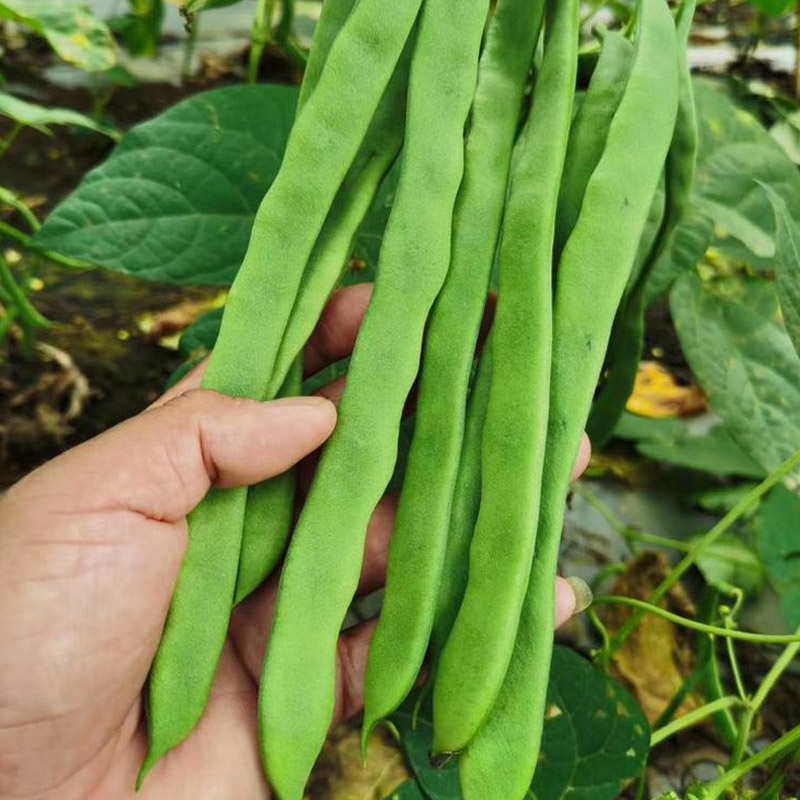 宽扁芸豆种孑春秋冬季扁青豆角种子无筋架豆油豆籽爬藤菜豆蔬菜种