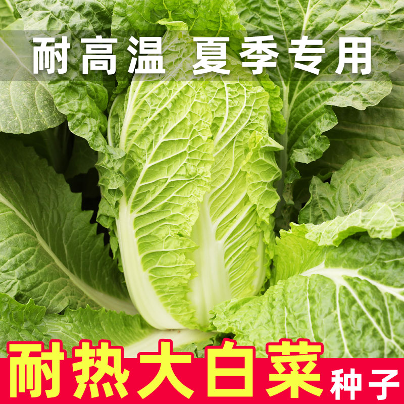 耐热白菜种子夏季耐高温蔬菜图片