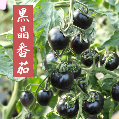 黑番茄种子秧苗四季盆栽