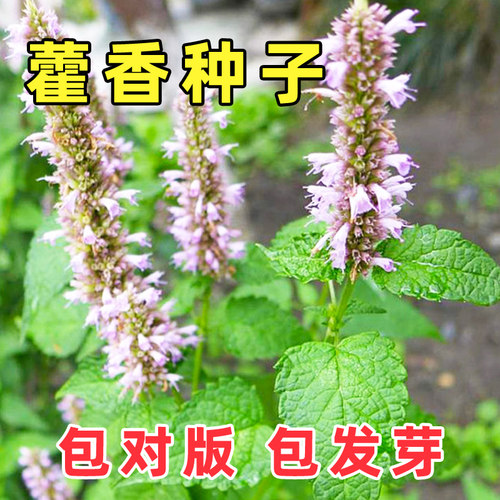 可食用藿香种子四季秧苗