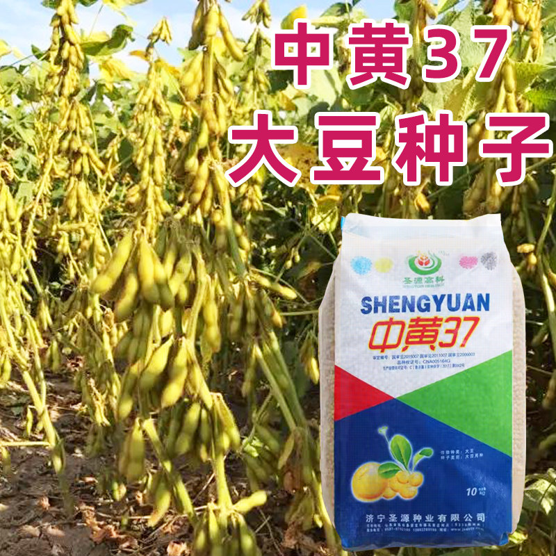 高产大豆种子老品种黄豆图片