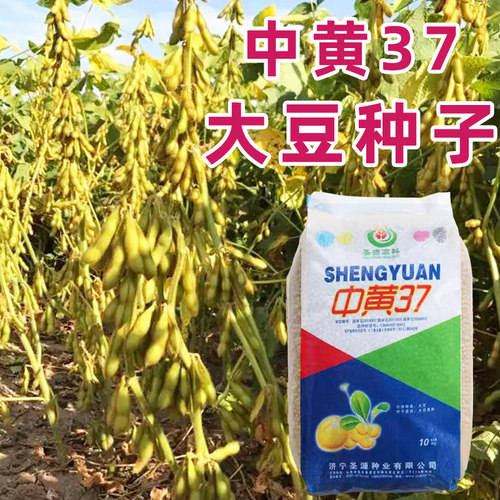 高产大豆种子老品种黄豆