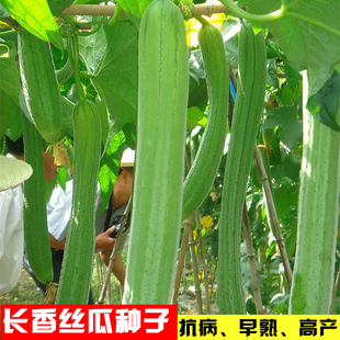 长香丝瓜种子 清香五叶高产早熟抗病四季大棚播种瓜果种子蔬菜籽