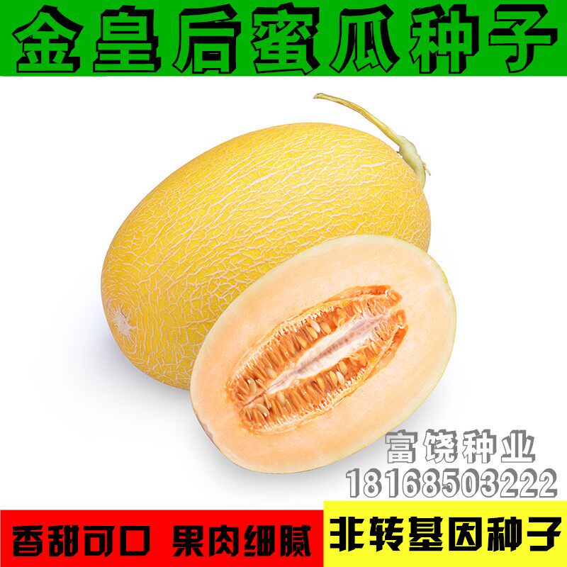 金皇后蜜瓜种子 超甜金美哈密瓜种子四季播水果蔬菜 大田菜园种瓜