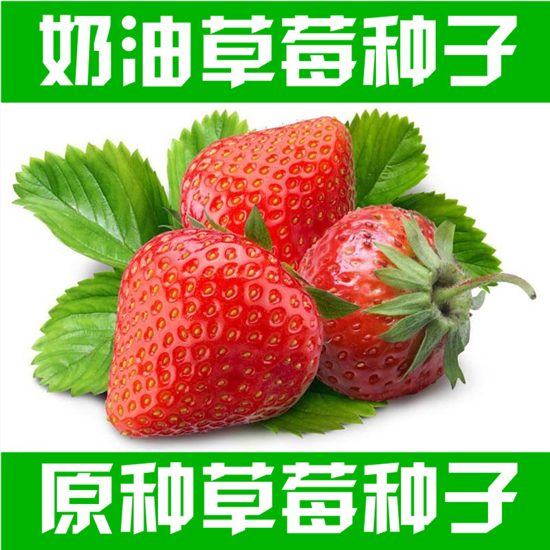 奶油草莓种子四季开花室内外易活植物花草蔬菜花卉阳台盆栽花种籽