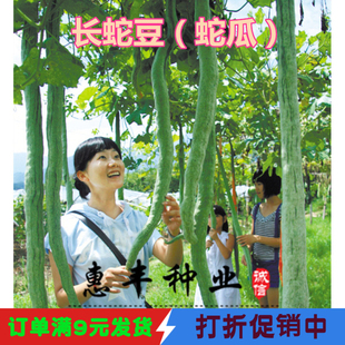 特长大蛇瓜果种子 蔬菜种子春季夏季 蛇豆种子盆栽观赏食用爬藤菜