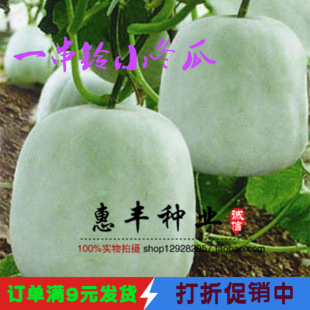冬瓜种子 一串铃粉皮小冬瓜 可爬架迷你冬瓜 易种瓜果蔬菜种子