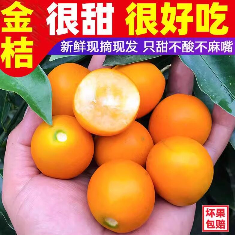 广西脆皮金桔匠心级金桔孕妇新鲜当季水果包邮整箱糖果独立装