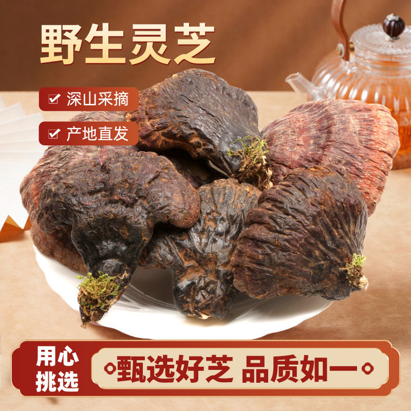 正宗吉林长白山野生赤灵芝正品林芝野生灵芝中药材干货灵芝片新货