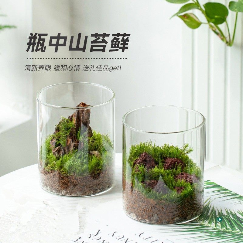 瓶中山假山苔藓创意微景观生态瓶