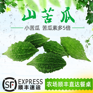 顺丰现摘新鲜山苦瓜鲜品夏季蔬菜饭酒店炖汤5斤仿野生小苦瓜