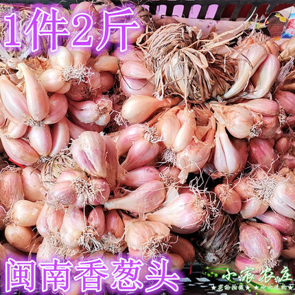 1件2/3/4/5斤 闽南葱头 红葱头 小葱 农家葱头葱 泉州永春 调味香