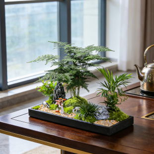 高档文竹微景观室内办公室花卉绿植物盆栽四季常青桌面盆景送礼品