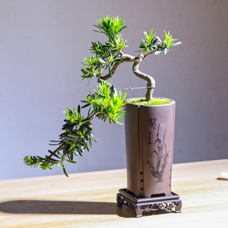 悬崖式小叶罗汉松盆景飘枝造型盆栽室内中式茶室茶桌阳台送礼绿植,鲜花速递/花卉仿真/绿植园艺,造型盆景,淘宝优惠券,粉丝福利购,淘宝优惠卷