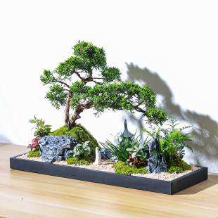 老桩造型台湾真柏高档盆景室内桌面微景观乔迁送礼绿植物好养盆栽