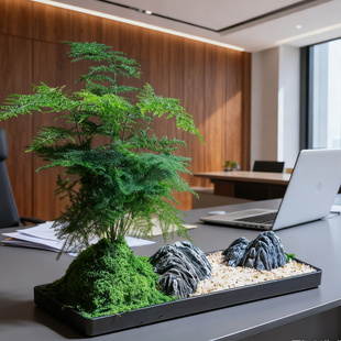 成品发货文竹小盆景室内送礼品领导老师办公室茶桌摆件绿植物盆栽