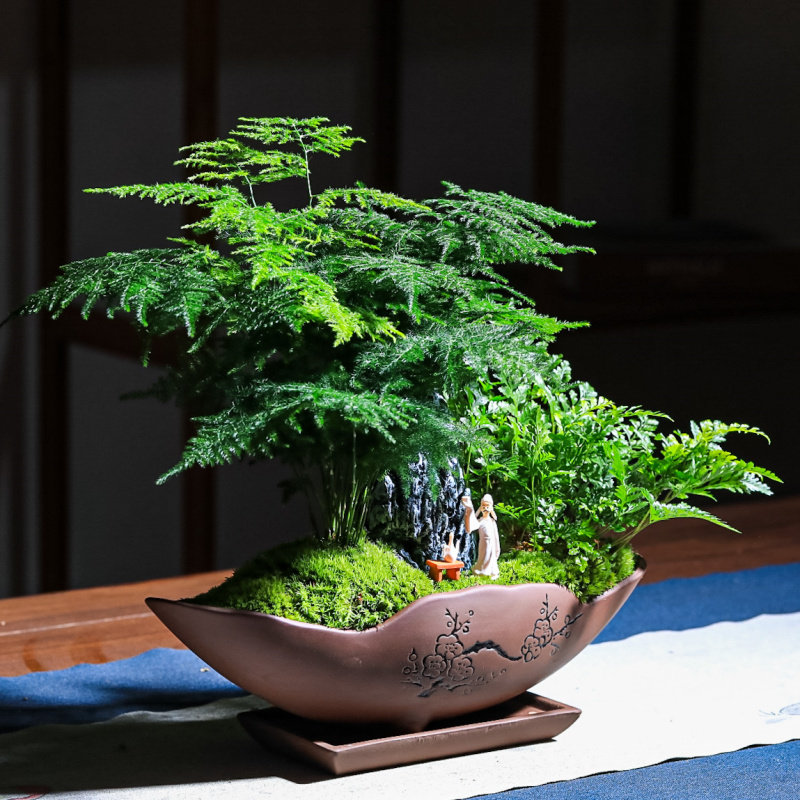 文竹小盆栽竹子新中式禅意茶室微景观室内办公室花卉绿植盆景植物