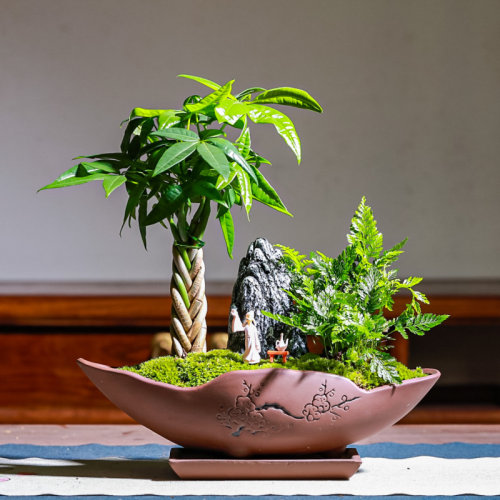 发财树组合盆栽室内办公室易养活