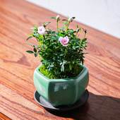 姬月季 姬乙女迷你玫瑰带花苞四季 开花卉室内阳台微型绿植物盆栽