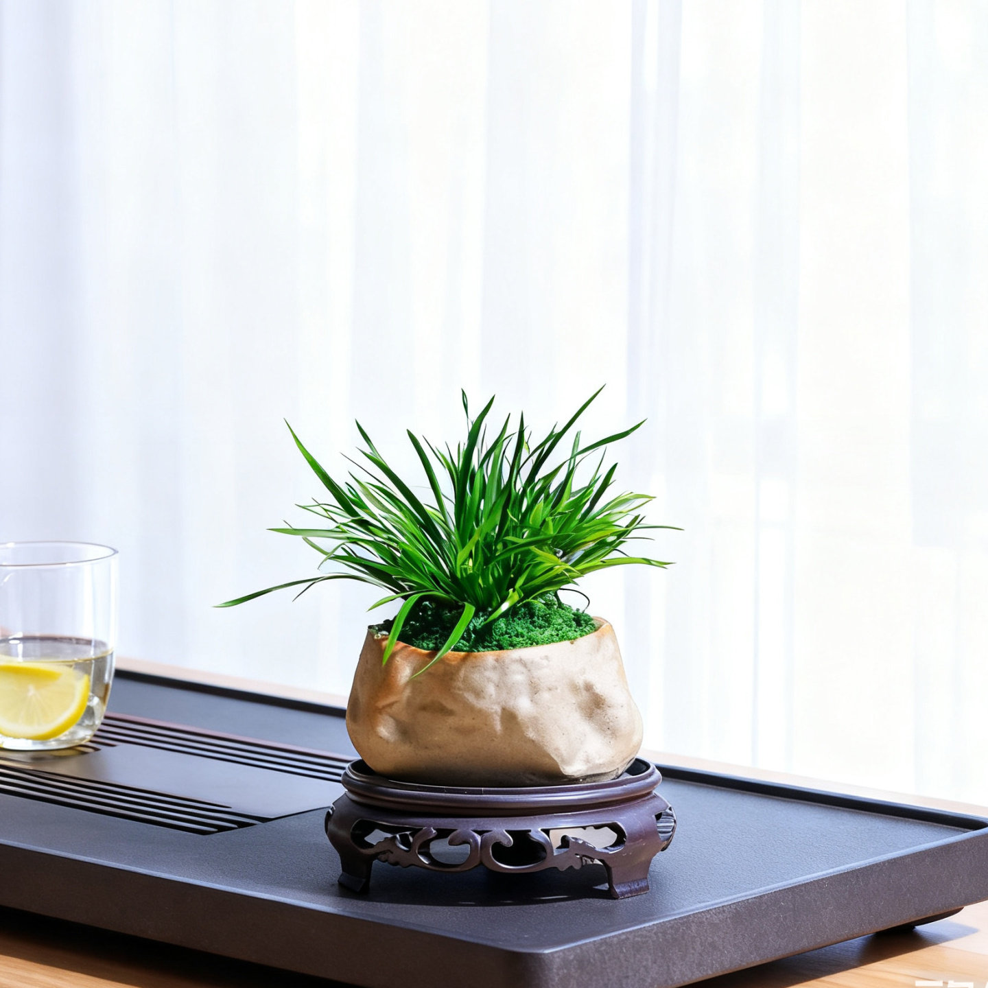 金钱菖蒲迷你微型可爱小盆景室内办公室茶桌摆件送礼茶宠绿植盆栽