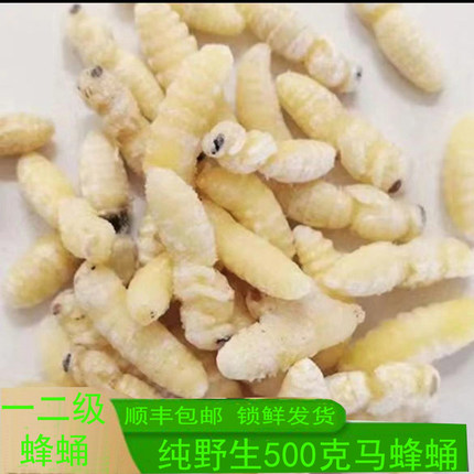 蜂蛹一二三四级新鲜马蜂蛹 鲜活速冻胡蜂虫葫芦蜂黄蜂冷冻野生500