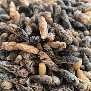 纯天然野生四级树蜂葫芦蜂蜂蛹新鲜鲜活冷冻精选高蛋白食用昆虫