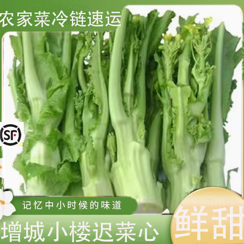 【新鲜现摘】正宗广东增城迟菜心小楼菜心新鲜蔬菜高脚菜心脆嫩包,水产肉类/新鲜蔬果/熟食,冷冻蔬菜,淘宝优惠券,粉丝福利购,淘宝优惠卷