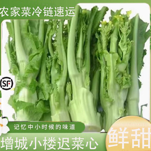 【新鲜现摘】正宗广东增城迟菜心小楼菜心新鲜蔬菜高脚菜心脆嫩包
